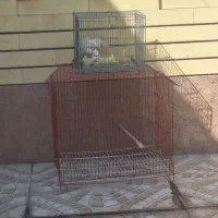 قفس پرنده
