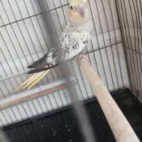 عروس هلندی گل باقالی