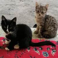 بچه گربه