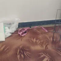 سگگ|سگ|سقز, |دیوار
