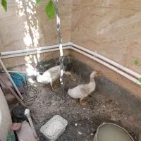 واگذاری