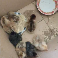جوجه مرغ محلی