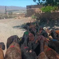 میش دو دندون بز قوچ