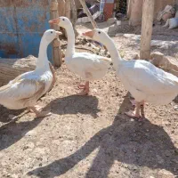 3عدد غاز 4عددغوغاز جوان