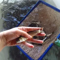 غذای ماهی و بچه ماهی کپور