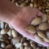 بادام سنگی ارگانیک
