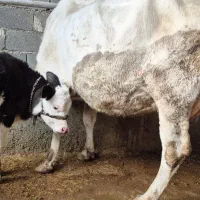 گاو گوسالع نر