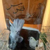 سرلاک طوطی سانا