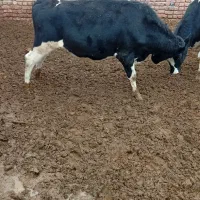 فروش گوساله نر