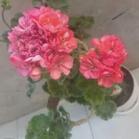 شمعدانی در رنگ های مختلف