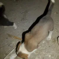 واگذاری توله سگ خراسانی