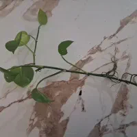 گل قلمه