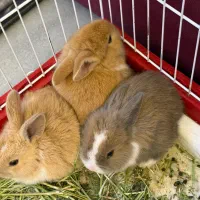 بچه خرگوش کوچولو