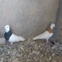 طوقی نر و ماده