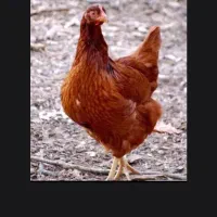 واگذاری رایگان جوجه مرغ