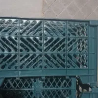 سبد میوه وسیر