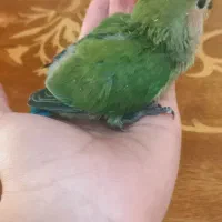 جوجه طوطی برزیلی حدودا ۴۰ روزه