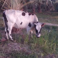 فروش گاو ماده با گوساله ماده شیری