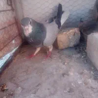 دمگیر خرقه