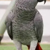 پرنده کاسکو گم شده مشدگانی 50ملیون