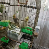 عروس هلندی