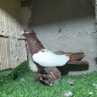 کبوتر اویناخ الوان و سیاه