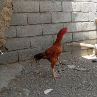 لاری فول بشرت بازی