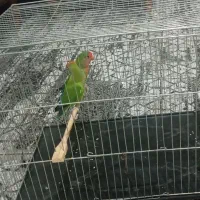 طوطی نر وماده