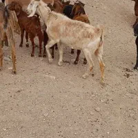 15تابز جوان جنس پرشیر