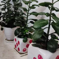 گل اپارتمانی