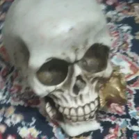 کله ی اسکلت.دیزاین اتاق.با تخفیف ویژه