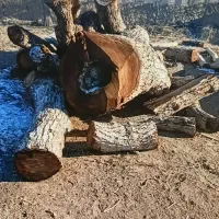 خرید چوب هرس کاری قطع درختهای خطرناک وپرخطر