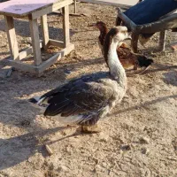 نگهبان