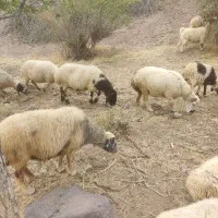 تعدادی میش داشتی از قوچ همو قوچ خوردن
