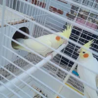 عروس هلندی با تخم