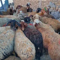۲۴راس میش جوان و۱۲ جوان راس بره دار
