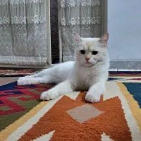 میکس بریتیش وپرشین عروسکی (یه رفیق نجیب وبامرام)
