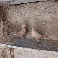 رنگه ومسافتی