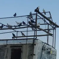 کبوتر
