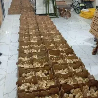 جوجه + داان اصلی + تضمین خرید+مستقیم از کارخانه