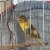 قناری ابلغ نر