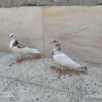 فروش جوجه کبوتر