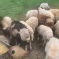 گوسفند و بز
