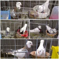 کفتر طوقی هفت‌رنگ