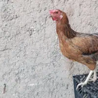 مرغ و خروس