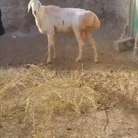 سلام