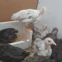 مرغ کرک نژاد گلین