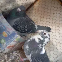 کفتر