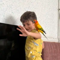 طوطی سخنگو