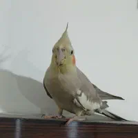 عروس هلندی
